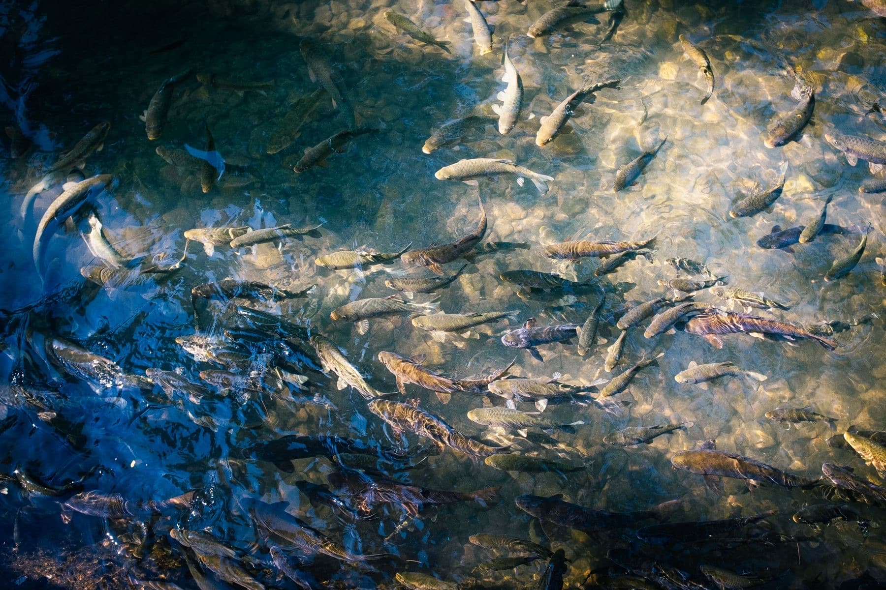 Cardume de peixes movimentando-se em conjunto sob a água